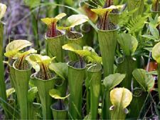 12 x Sarracenia Oreophila