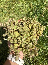 Crassula Pellucida Succulent ROOTED Cutting (5-10 cm) Trailing House Plant