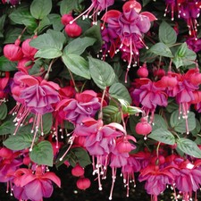 T&M Fuchsia Trailing Mixed