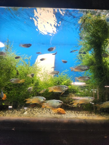Pair paradise gourami - pair,