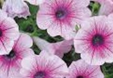 5  X   SURFINIA  TRAILING