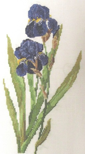 Iris germanica counted cross - iris,