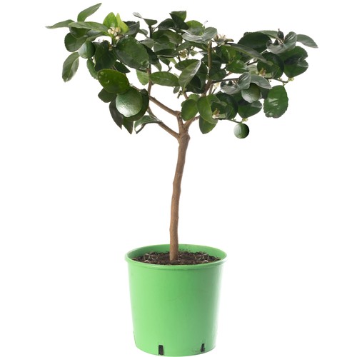 Assorted indoor citrus trees - indoor,