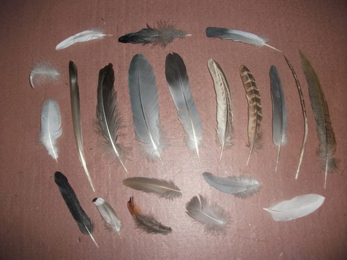 Natural birds feathers - birds,