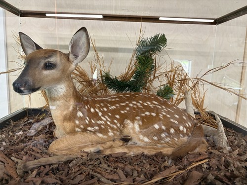 Taxidermy deer fawn full body - deer,