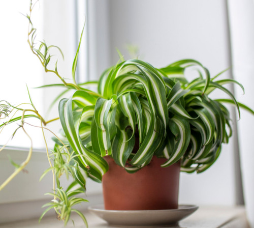Curly spider chlorophytum - curly,