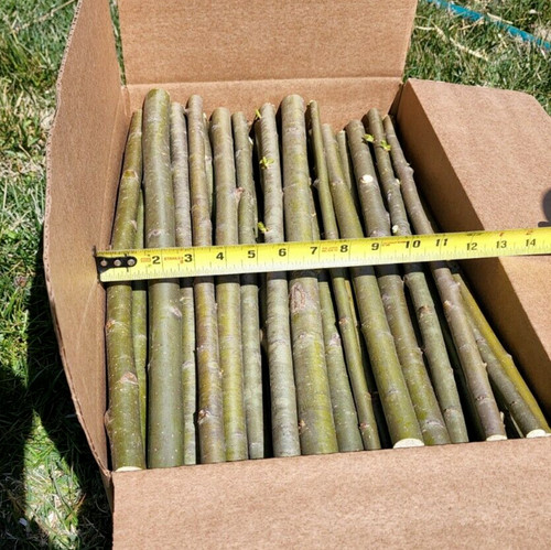 Huge austree hybrid willow - huge,