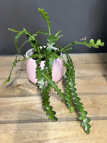 Epiphyllum anguliger 12cm - anguliger,