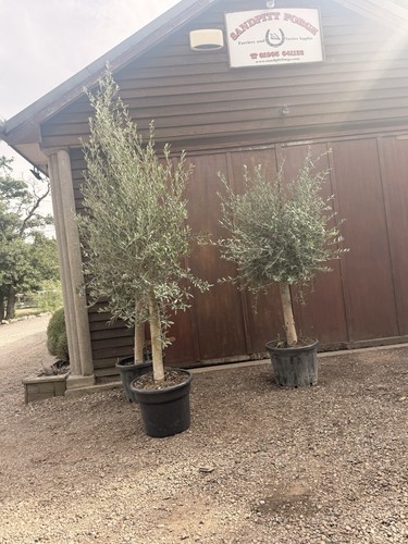 Olive trees - olive,