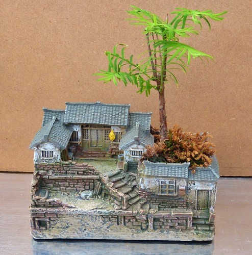 Bonsai metasequoia dawn - bonsai,