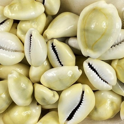 Natural beach shells - shells, seashells