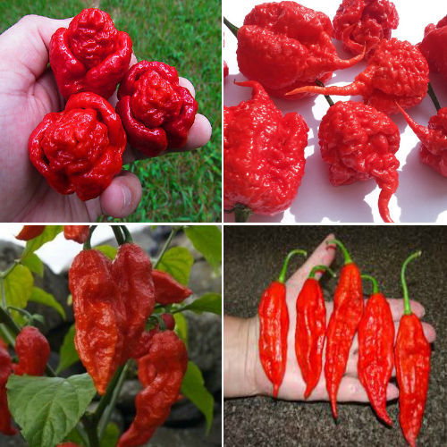 Carolina reaper trinidad - carolina, reaper,