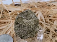 Real Dinosaur Egg Fossil Uv