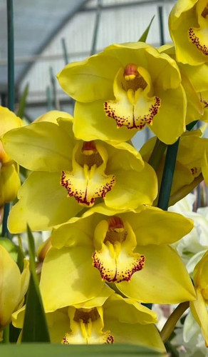 Cymbidium kulnura apollo - cymbidium,