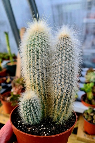 Cleistocactus strausii the - cleistocactus,