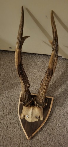 Roe deer antlers - roe,