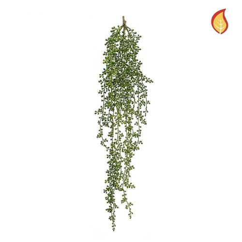 Trailing senecio string - trailing,