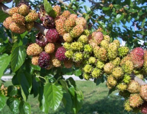 Black mulberry morus nigra - black,
