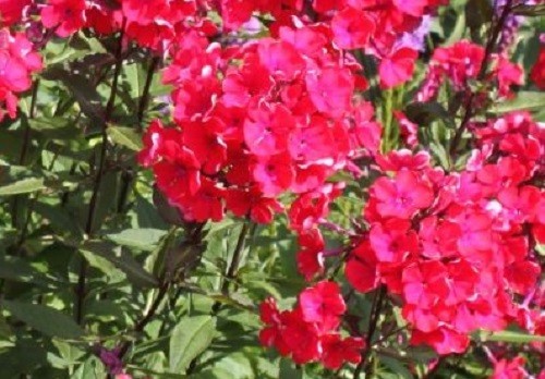 Phlox paniculata starfire - phlox,