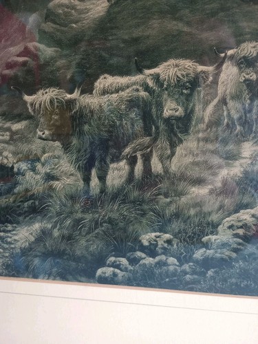Vtg print highland cattle cows - vtg,