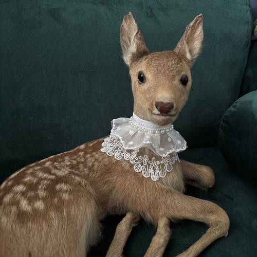 Roadkill young fawn taxidermy - roadkill,