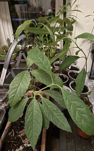 Avocado year potted grown - avocado, 1