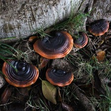 Simulation Mushroom Shelf