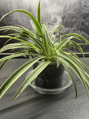 Variegated spider plant - variegated,