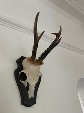 Fine Antlers of a  Roe Deer 354 Real Taxidermy mounted interior design horns