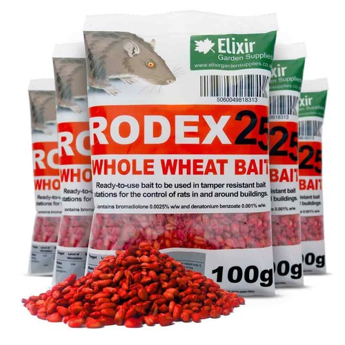 Rodex25 rat mouse - rat,, rodent