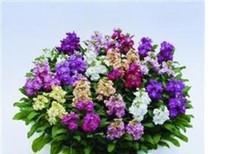 20   X  BEDDING  STOCKS   MINI