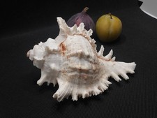 VINTAGE- CONCH,SEASHELL 