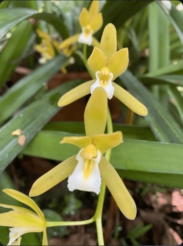 Cymbidium finleysonianum alba - finleysonianum,