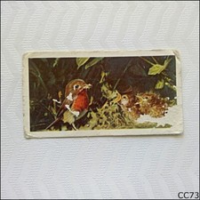 Brooke Bond British Birds #16 The Robin Tea Card (CC73)