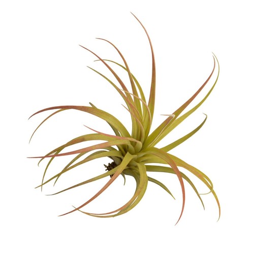 Tillandsia airplant capitata - tillandsia,