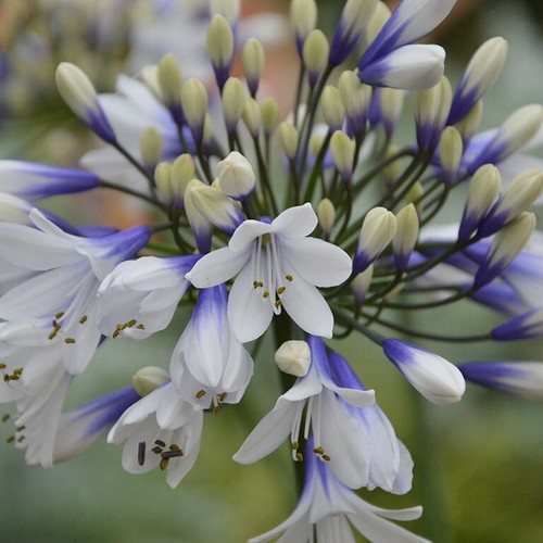 Agapanthus twister plug - plug, plants