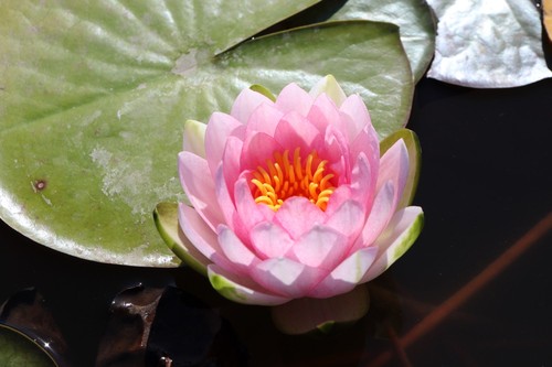 Nymphaea hollandia water - 'hollandia',