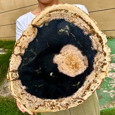 8.02LB Petrified Wood Slab Slice Crystals Minerals Stones Natural