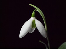 Galanthus Penelope Ann