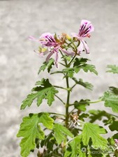 Pelargonium graveolens, 5