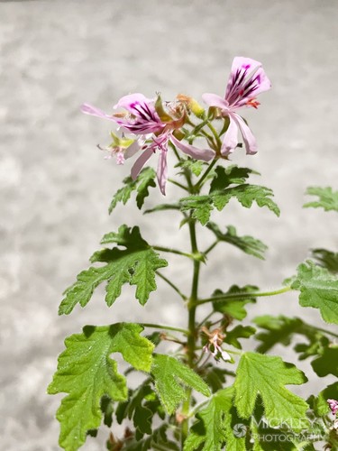 Pelargonium graveolens 5 - graveolens,,