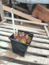 Cephalotus Triffid Albany