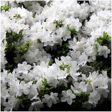 [x2] Dwarf Japanese Azalea