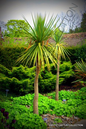 Cordyline australis cabbage - cordyline,