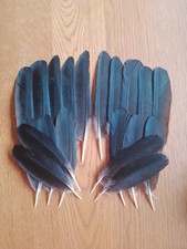 20 European Carrion Crow Wing Feathers 5 inch - 8 inch / 13cm - 20cm