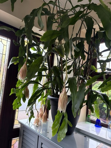 Epiphyllum oxypetalum queen - epiphyllum,