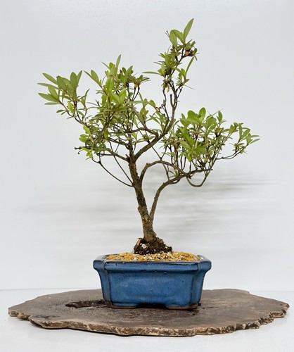 Way life bonsai tree - way,