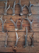 Roe Deer Antlers  6 pairs + 1