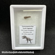 Tyrannosaurus Rex Tooth Fossil