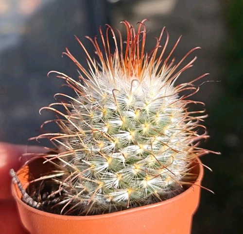 Mammillaria magnifica - mammillaria,